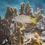 Private Customizable Shore Snorkel and Beach Lunch in Cozumel - An In-Depth Look at the Cozumel Snorkel and Beach Lunch Tour