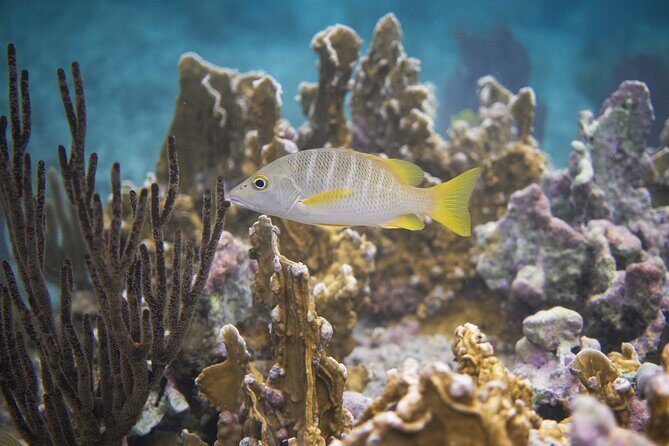 Private Customizable Shore Snorkel and Beach Lunch in Cozumel - An In-Depth Look at the Cozumel Snorkel and Beach Lunch Tour