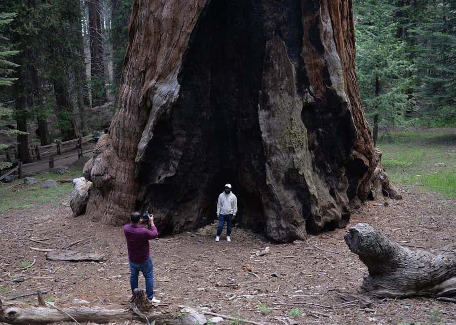 Private Day Tour to Sequoia and Kings Canyon Parks From LA - The Rich Details of the Itinerary