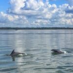 Private Disappearing Island Dolphin Tour - Who Will Love This Tour?