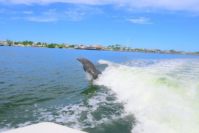 Private Dolphin and Intracoastal Tour of Anna Maria Island - Final Thoughts: Is This Tour Worth It?