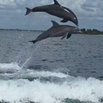 Private Dolphin Watching and Sightseeing Tour Panama city beach - Why This Tour Is Worth Considering