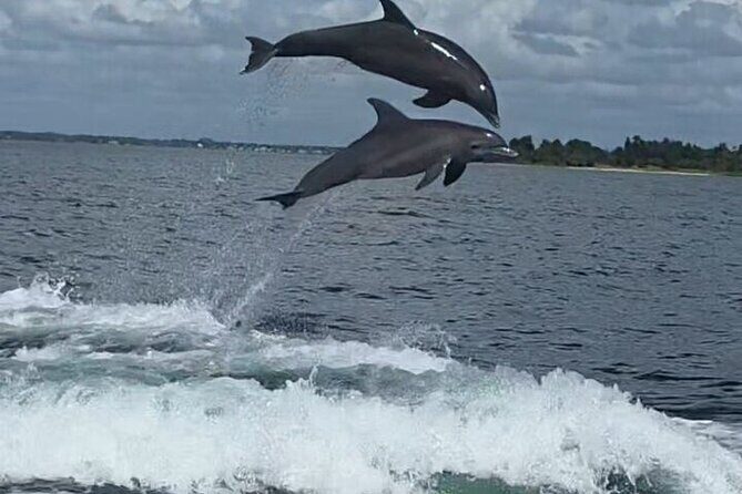 Private Dolphin Watching and Sightseeing Tour Panama city beach - Why This Tour Is Worth Considering