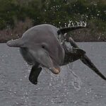 Private Everglades 10,000 Islands Photo and Birding Boat Safari - Exploring the Tour in Detail