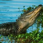 Private Everglades Tour: Explore the Beauty of the Everglades - Final Thoughts