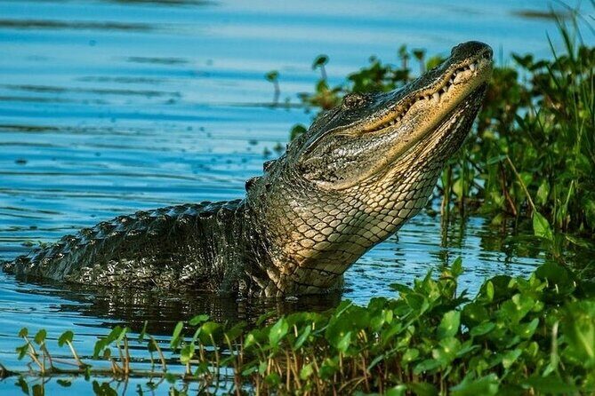 Private Everglades Tour: Explore the Beauty of the Everglades - Final Thoughts