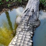 Private Everglades Tour:Explore the Beauty of the Everglades - Why Choose a Private Everglades Tour?