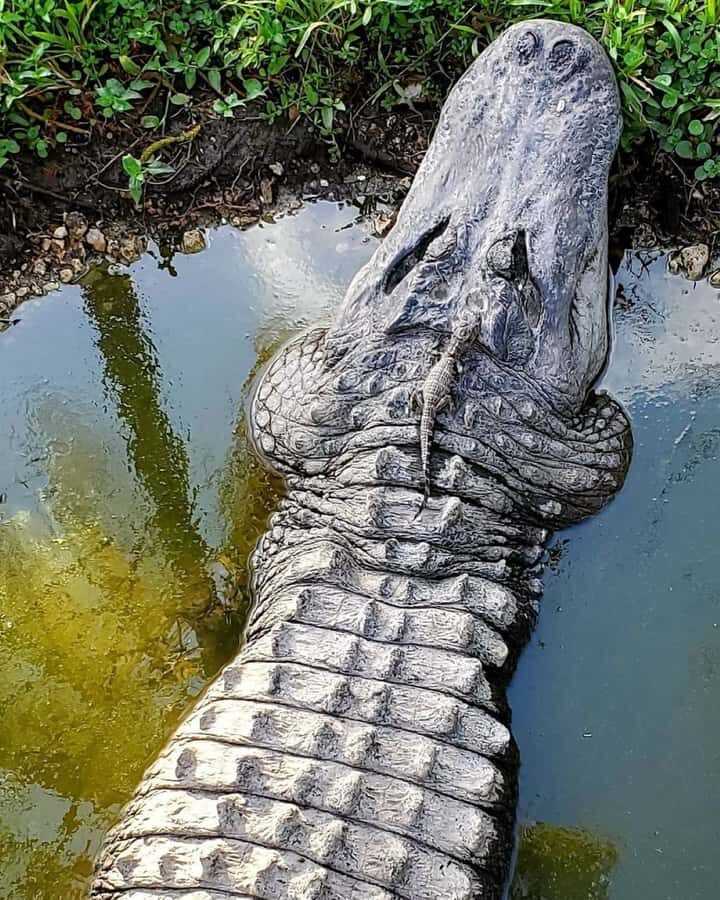 Private Everglades Tour:Explore the Beauty of the Everglades - Why Choose a Private Everglades Tour?