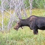 Private Full-Day Grand Teton National Park Tour with Picnic Lunch - Who Will Love This Tour?
