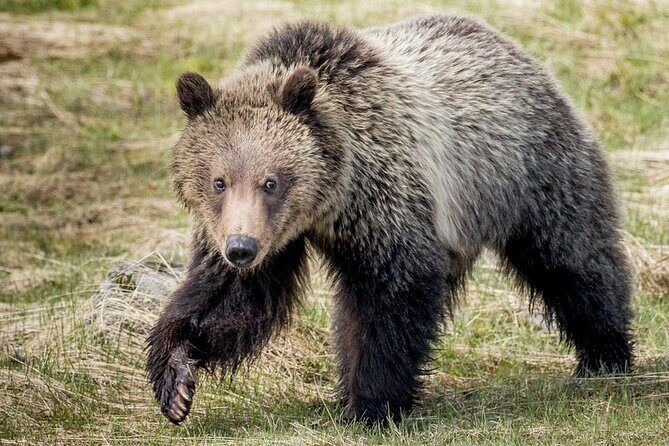 Private Full-Day Yellowstone National Park Tour - Exploring the Details: What to Expect on Your Yellowstone Adventure