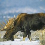 PRIVATE Grand Teton Wildlife Safari, Elk Refuge Sleigh Ride & Lunch - Exploring the Grand Teton Wildlife Safari