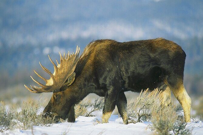 PRIVATE Grand Teton Wildlife Safari, Elk Refuge Sleigh Ride & Lunch - Exploring the Grand Teton Wildlife Safari