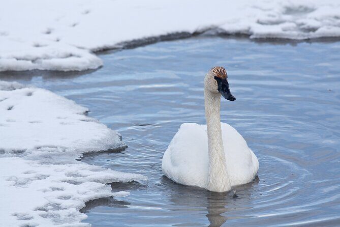Private Grand Teton Winter Wildlife Tour - Authentic Experiences and Authenticity in Wildlife Viewing