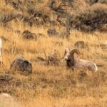 Private Guided Tour in Yellowstone National Park - The Itinerary: What You’ll See and Do