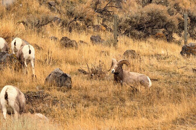 Private Guided Tour in Yellowstone National Park - The Itinerary: What You’ll See and Do