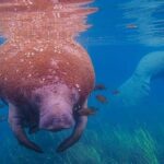 Private Manatee Snorkel Tour with FREE Photo Package - The Value Proposition: Why This Tour Stands Out