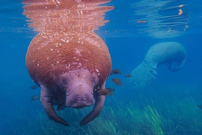 Private Manatee Snorkel Tour with FREE Photo Package - The Value Proposition: Why This Tour Stands Out