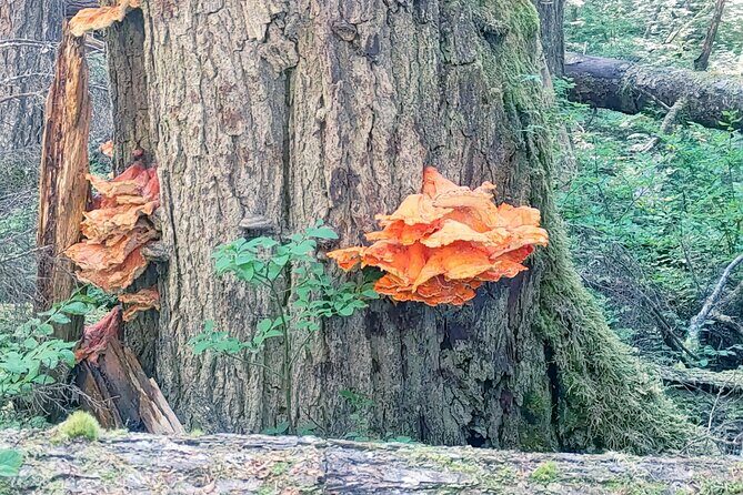 Private Seaplane & Wilderness Hiking Tour to Tongass NF - Exploring the Itinerary Step-by-Step