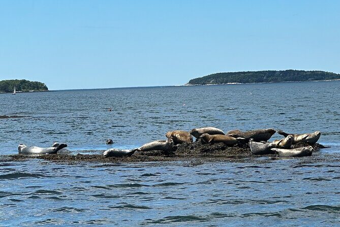 Private Small Group Wildlife Eco Tour in Kennebunkport - Who Should Consider This Tour?