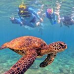 Private Snorkel tours - Who Would Love This Tour?