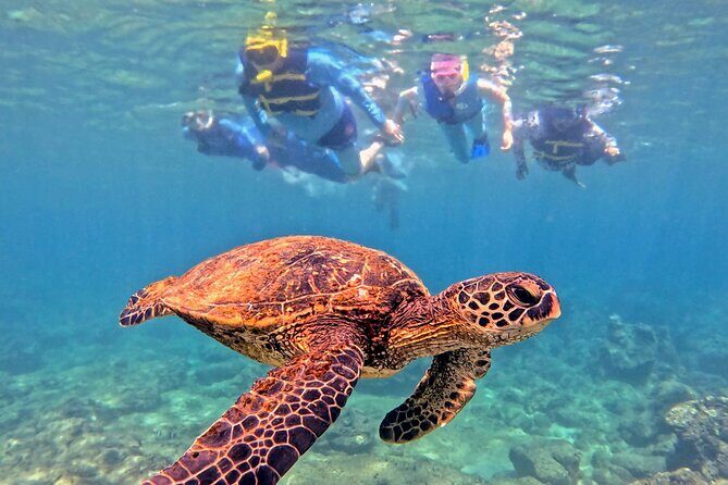 Private Snorkel tours - Who Would Love This Tour?