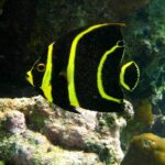 Private Snorkel with Turtle at Akumal - An In-Depth Look at the Snorkel with Turtle at Akumal Tour