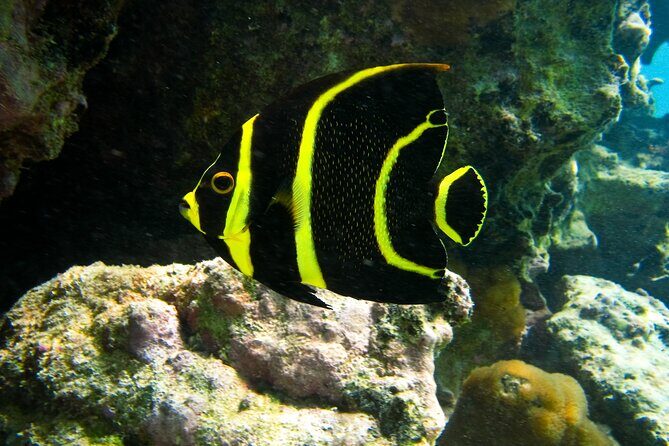 Private Snorkel with Turtle at Akumal - An In-Depth Look at the Snorkel with Turtle at Akumal Tour