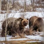 Private Sunset Safari of Grand Teton National Park - An In-Depth Look at the Sunset Safari Experience