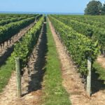 Private Tour: Hidden Gems Wine Tour of Niagara-on-the-Lake - Who This Tour Suits Best