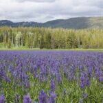 Private Tour in Grand Teton National Park and Yellowstone Lower Loop - Who Should Consider This Tour?