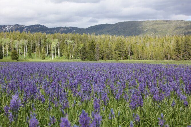 Private Tour in Grand Teton National Park and Yellowstone Lower Loop - Who Should Consider This Tour?