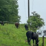 Private Westboro Equine Experience - The Sum Up