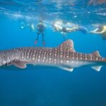 Private Whale Shark Snorkeling Activity in La Paz - Authentic Perspectives from Travelers