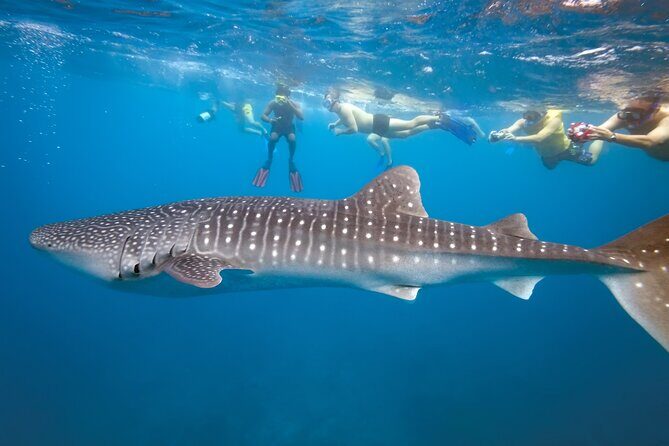 Private Whale Shark Snorkeling Activity in La Paz - Authentic Perspectives from Travelers