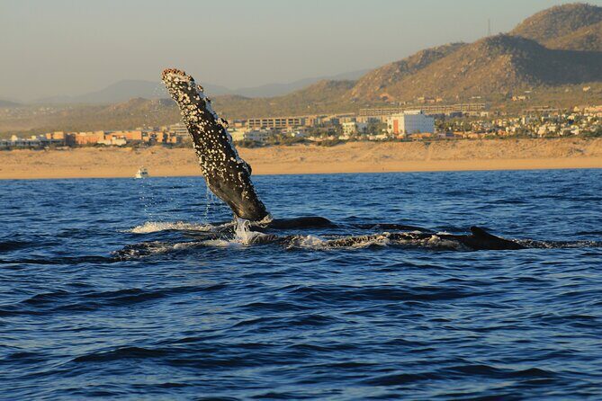 Private Whale Watching in San Jose Del Cabo snack,drinks,Warranty - FAQ