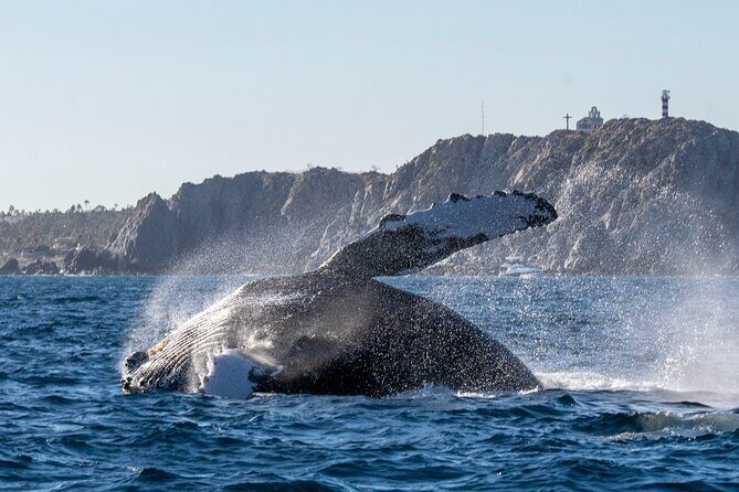 Private Whale Watching Panga Tour in Cabo San Lucas - A Deep Dive into the Cabo San Lucas Whale Watching Panga Tour
