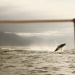 Private Whale Watching Sailing Tour - The Vessel and Comfort