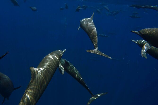 Private Wild Dolphin Encounter Day Trip - Marine Wildlife Encounters: From Dolphins to Whales