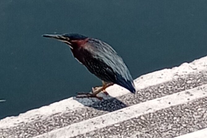 Private Xochimilco Boat Ride, Food & Mariachi from Mexico City - Exploring the Details of the Tour