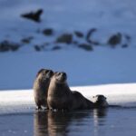 Private Yellowstone Winter Safari and Wolf Watching Tour - Who Will Appreciate This Tour?