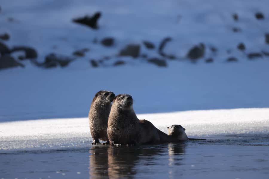 Private Yellowstone Winter Safari and Wolf Watching Tour - Who Will Appreciate This Tour?