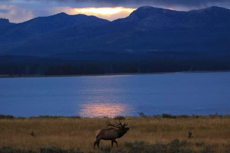 Privately Guided Safari at Sunset from West Yellowstone - Who Should Consider This Tour?
