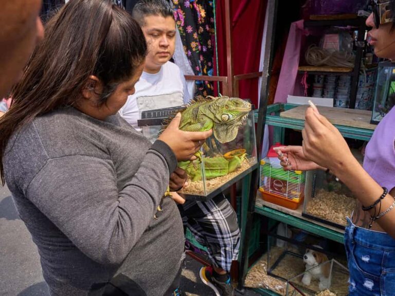 Puebla: Street Markets Private Tour  The Mexican Experience - A Deep Dive into Puebla’s Market Scene