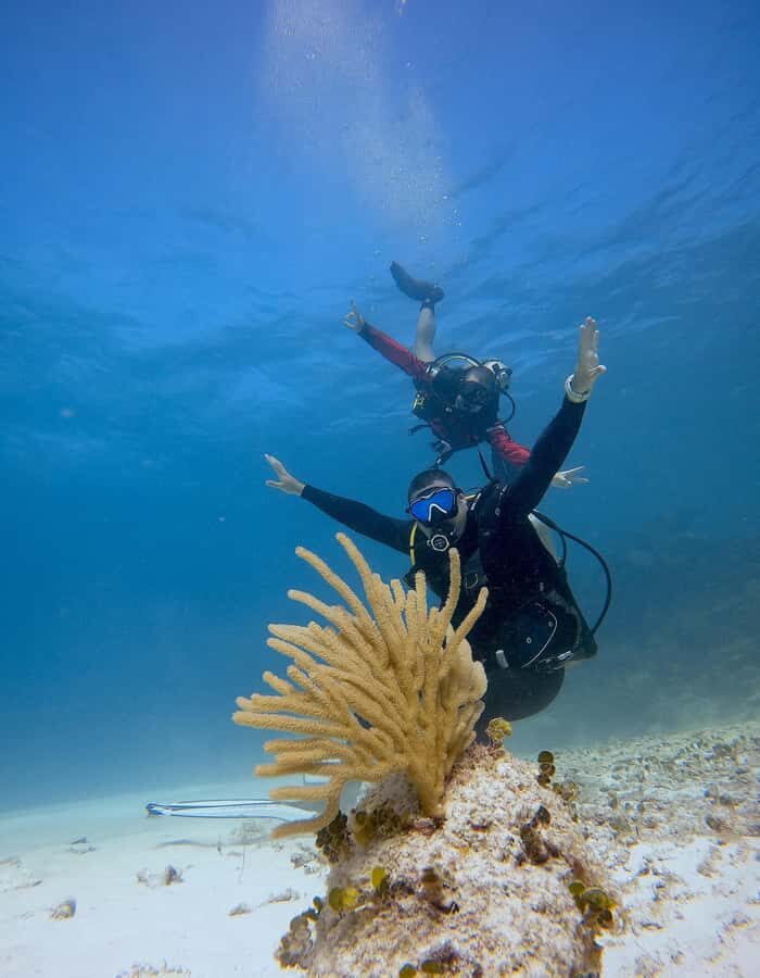Puerto Morelos: 2-Tank Dive in a Protected Marine Park - What Makes This Tour Stand Out?