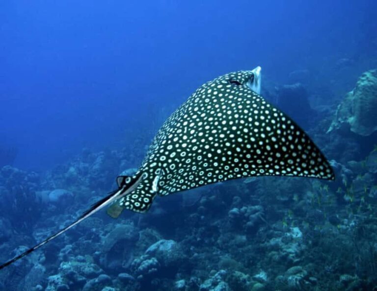 Puerto Morelos: Diving at Puerto Morelos Reef - Practical Details and Value