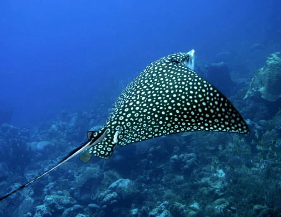 Puerto Morelos: Diving at Puerto Morelos Reef - Practical Details and Value