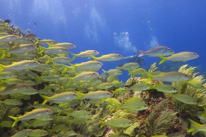 Puerto Morelos Reef Snorkel, 2 stops , local tacos, small groups! - Final Thoughts: Is This Tour Right for You?