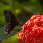 Puerto Vallarta: Butterfly Sanctuary Guided Tour - A Detailed Look at the Puerto Vallarta Butterfly Sanctuary Guided Tour