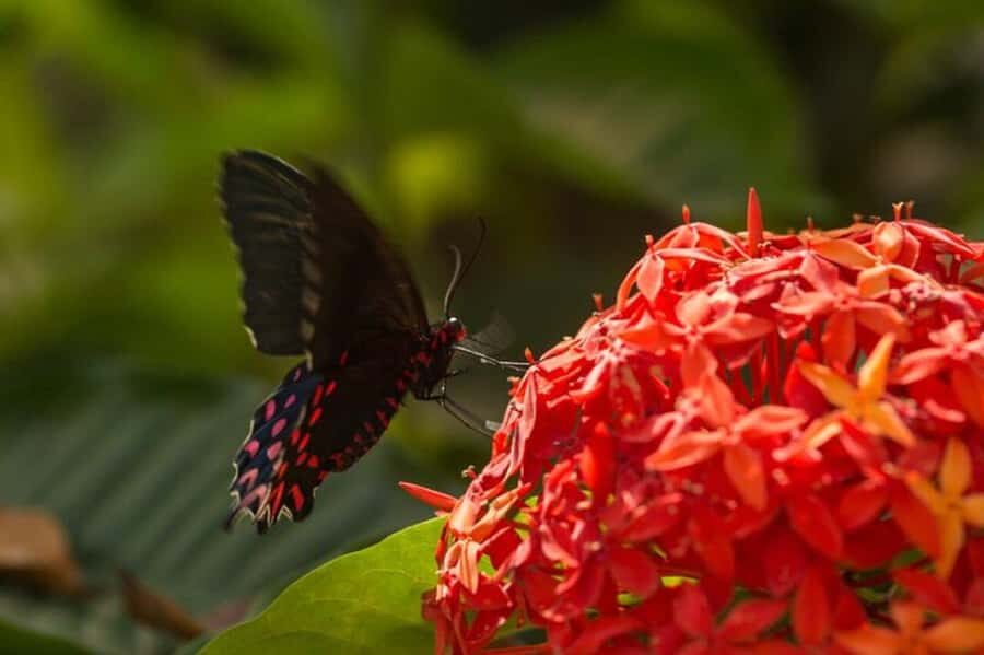 Puerto Vallarta: Butterfly Sanctuary Guided Tour - A Detailed Look at the Puerto Vallarta Butterfly Sanctuary Guided Tour