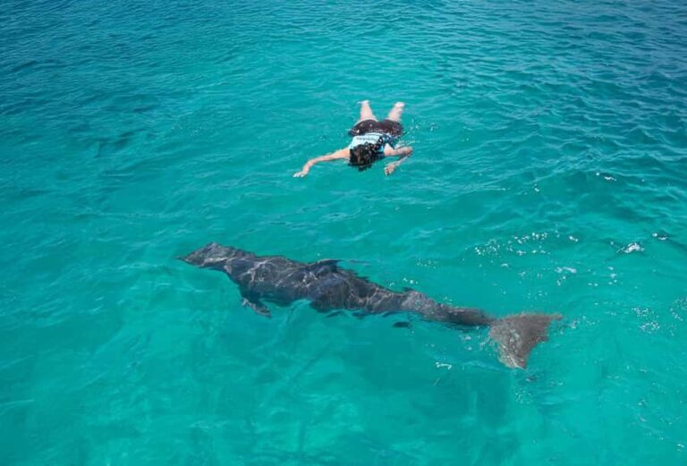 Puerto Vallarta: Dolphin Royal Connection & Water Park Pass - A Practical Look at What You Can Expect